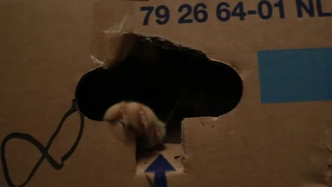 Orange tabby house cat inside a cardboard box peeking out the "door" flap. Видео 88418144