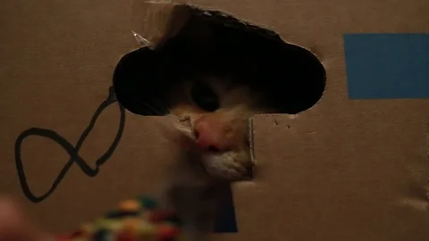 Orange tabby house cat inside a cardboard box peeking out the "door" flap. Video stock 88463866