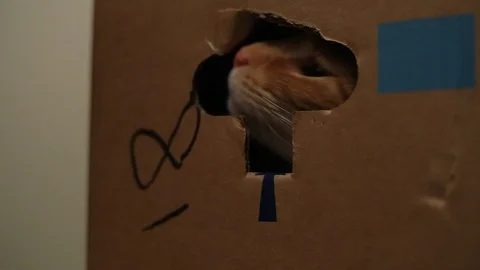 Orange tabby house cat inside a cardboard box peeking out the "door" flap. Stock-Footage 88464481