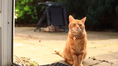 Orange tabby house cat sits outside in the sun looking towards the camera. Vidéo 89310342