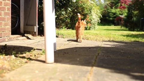 Orange tabby house cat sits outside in the sun looking towards the camera. 스톡 동영상 89313768