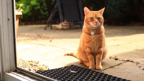 Orange tabby house cat sits outside in the sun looking towards the camera. 스톡 동영상 89314237