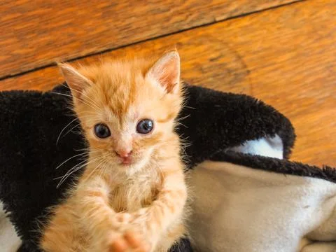 Orange tabby kitten deep in thought while laying on back Stock Photos