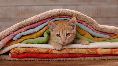 Orange tabby kitten nested under towels watching its surroundings Stock Footage 103647663