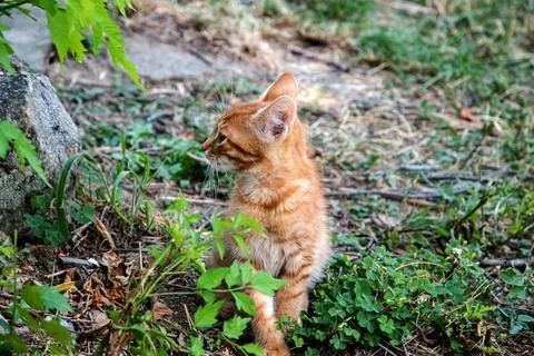 Orange tabby kitten Stock Photos