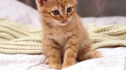 Orange tabby kitten sitting on bed at home and licking. Domestic cat washing Stock-Footage 306751236