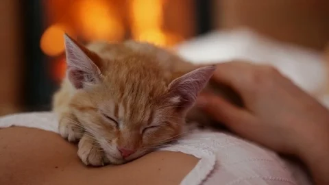 Orange tabby kitten sleep lying on woman chest resting head on paws Stock Footage 103821332