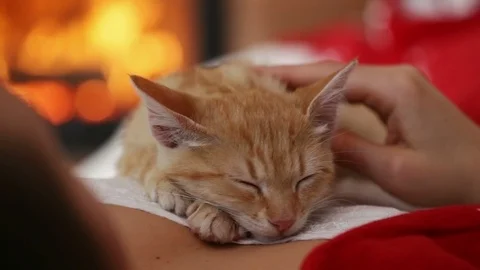 Orange tabby kitten sleep lying on woman chest - enjoy the fondling Video stock 103821354