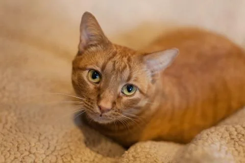 Orange tabby kitty cat with cute eyes Stock Photos