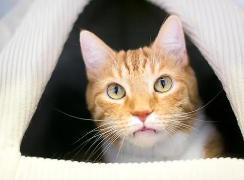 An orange tabby with large front teeth peeking out of a covered cat bed Stock Photos