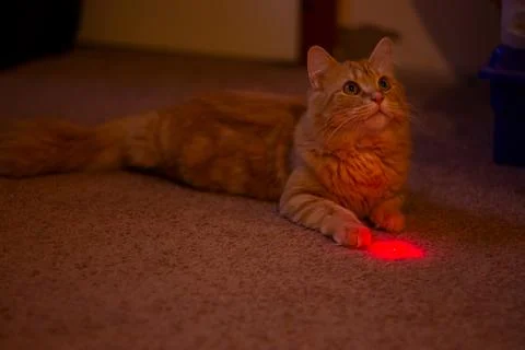 Orange Tabby with Laser Pointer Stock Photos
