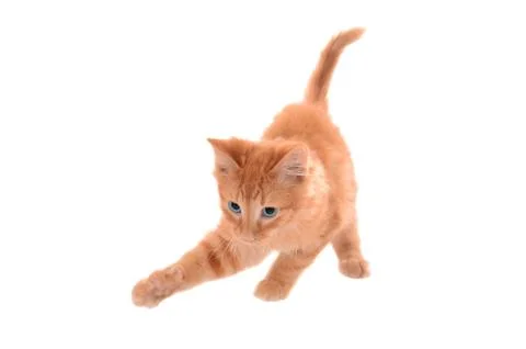 Orange tabby playing Foto stock