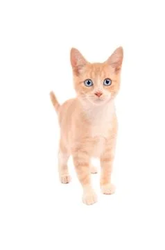 Orange tabby standing Stock Photos