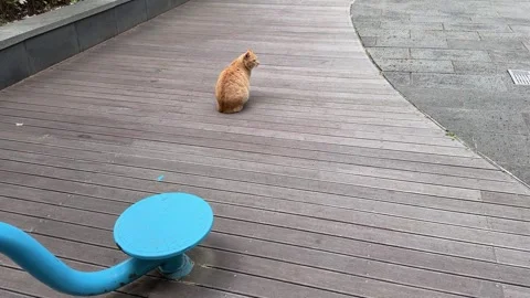 Orange Tabby Stray Cat Sitting on Wooden Deck in Urban Park Stock Footage 348574365