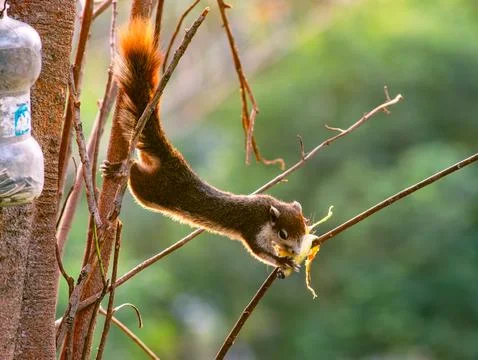 Orange Tail Squirrel Hanging on Tree Branch Eating - Acrobatic Wild Rodent .. Stock-Fotos