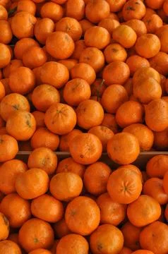 Orange tangerine fruit Stock Photos