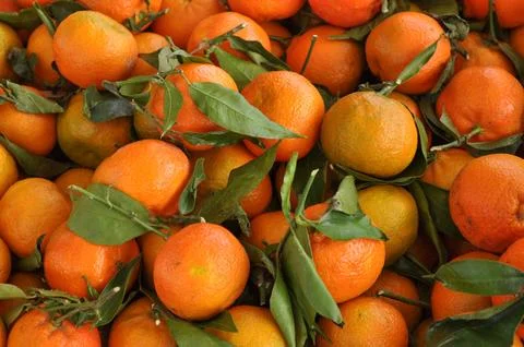 Orange tangerine fruit Stock Photos