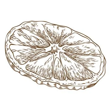 Orange, tangerine slice sketch, vector engraved hand drawn sweet ripe citrus Stock Illustration