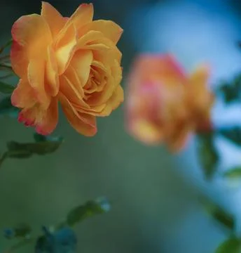 An orange Tea Rose bloom Foto stock