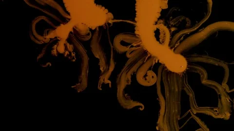 Orange tendrils forming 스톡 동영상 330973239