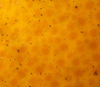 Orange texture in macro shot. Shade of orange for 3d program. Stock Photos