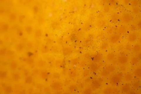 Orange texture in macro shot. Shade of orange for 3d program. Stock Photos