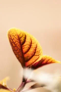Orange Textured Leaf Stock-Fotos