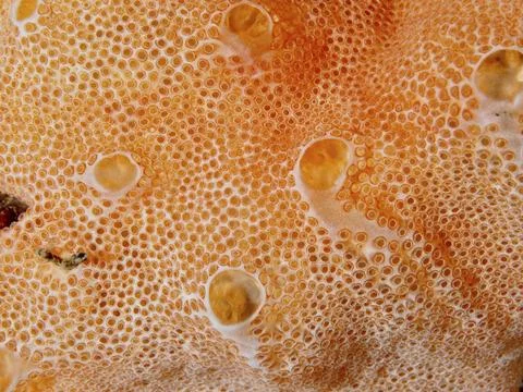 Orange textured surface with small bubbles and organic pattern of Mediterranean Stock Photos
