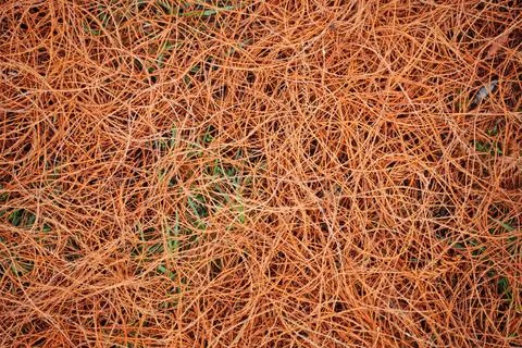 Orange thin foliage on the ground Stock Photos