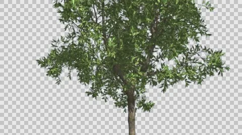 Orange Thin Tree Cut of Chroma Key Tree on Alfa Channel Tree is Swaying at the Stock Footage 56479318