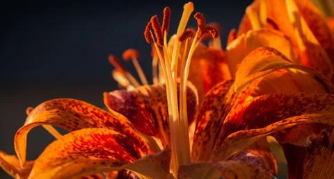 Orange Tiger Lilly Macro  写真素材