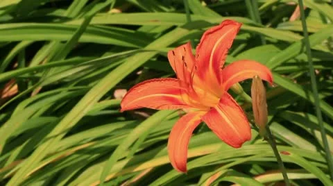 Orange tiger lily 0 Stock Footage 11060268