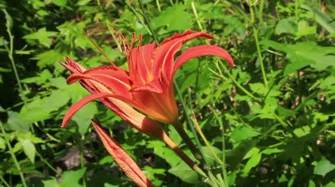 Orange tiger lily Video stock 11060317