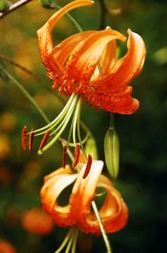 Orange tiger lily Stock Photos