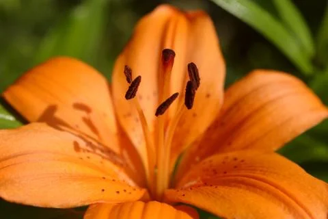 Orange tiger lily Stock Photos