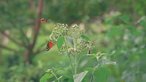 Orange Tiger Longwing Butterfly Fluttering Around Wildflowers with swarm of Stock Footage 330981721