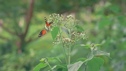 Orange Tiger Longwing Butterfly Fluttering and Landing on Wildflower Stock Footage 330981780