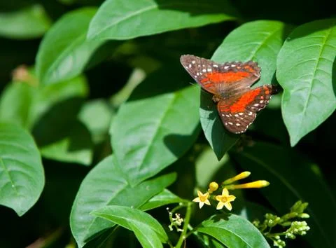 Orange Tiger Longwing 스톡 사진