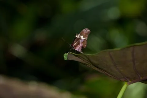 Orange Tiger Longwing 库存照片