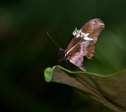 Orange Tiger Longwing 스톡 사진