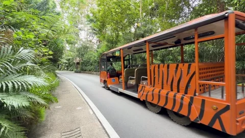 Orange Tiger Pattern Safari Tram Driving Through Lush Green Zoo Environment Stock Footage 328337193