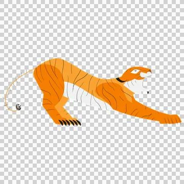 Orange tiger vector stretching body on transparent background. Illustration