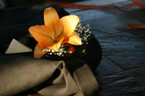Orange tigerlilly Stock Photos