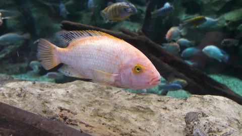 Orange tilapia fish in aquarium Stock Footage 241681176