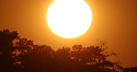 Orange time lapse sunset drops behind silhouetted pine tree line, close up Stock Footage 152518549