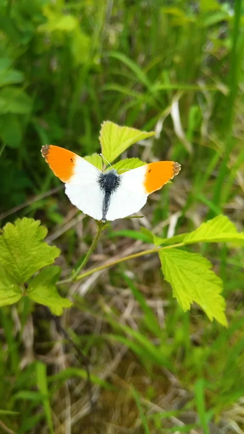 Orange tip butterfly (Anthocharis cardamines) sitting on green leaves Stock Footage 337778293