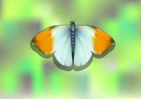 Orange tip butterfly Stock Illustration