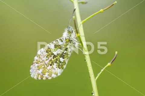 Orange tip butterfly Stock Photos