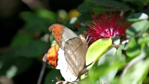 Orange-Tip Butterfly Slow Feeding on Pink Flowers and Flying Away in Slow 스톡 동영상 344026619