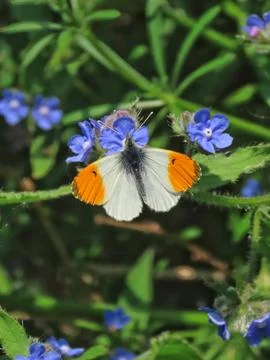 Orange-Tip Elegance Stock Photos